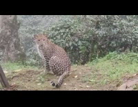 Large brown cheetah leopard sits zoo glass