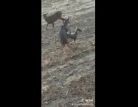 Collab BitchMP - Deer mounts fake deer tiktok