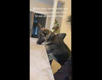 Collab BitchMP - Dog outside on chair punishment for trying to eat