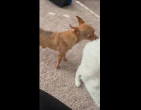 Small brown dog lick butt of white cat