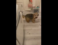 Dog brings girl red blanket washing machine