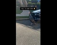 Man warns the turkeys on the street