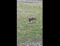 [nsfw] Collab WINY - Hawk bird feeds on Dead Squirrel at Park