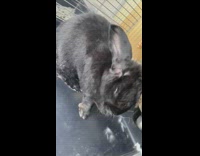 Large black bunny rabbit sneezes white cage