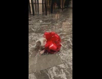 Pet kitten with a red gift ribbon 