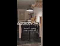 Collab Clips MPUGC - Cat growling then meows