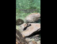 Collab Clips MPUGC - Seal on rock getting back scratch