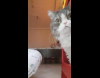 Grey white cat looks out window pajamas 