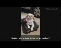 Small brown white dog dexter black toolbox 