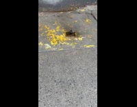 Bird bathing on small puddle on drain