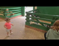Young girl talks with baby goats zoo