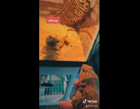 Aggressive lizard inside of cage glass