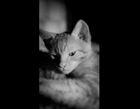 Black and white video of pet kitten