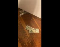 Casper the cat steals money under door