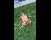 Collab PubityPets - Brown Dog Rolls Over on Grass after Told to Leave