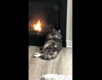 Grey cat sits leans back black fireplace 