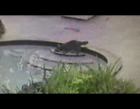 Raccoon goes inside pool in backyard