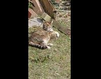Cat on yard likes a wooden cube
