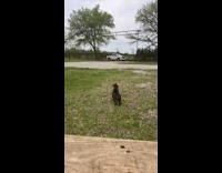 Weiner dog eagerly awaits owner coming home and hops on car