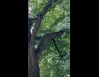 Collab WINY - Hawk at park holds prey in tree