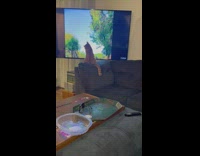 Cat sit close to TV watch DDOI video part 1