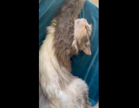 Cat falls asleep in full stretch position