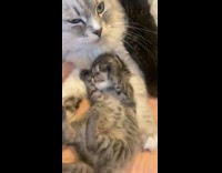 Kitten Stretches Arms as it Rests on Cat