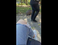 Pig walks at the park in new york with some people at day 