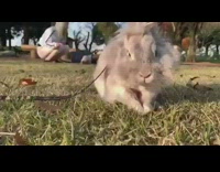 Grey bunny rabbit rubs face grass leash 