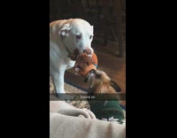 Collab BitchMP - Two dogs fight for toy music piano