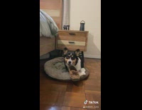 Guy catches corgi dog chewing brown shoe 