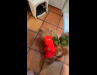 Triple puppies tug of war over toy