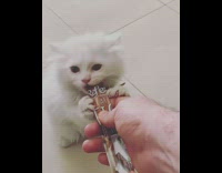 White kitten eats brown tube treat