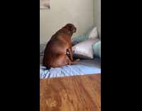 Collab Clips MPUGC - Dog waits for hooman kid to wake up 