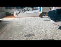 Bunny having zoomies doing parkour