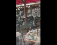 Crow Steals Bacon Strip and Flies Away