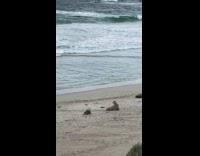 Seal and its baby on the beach
