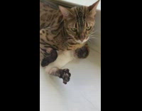 Cat laying funny foot woman hammock 