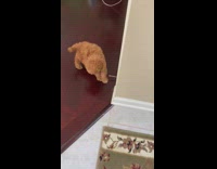 Small brown dog plays with door stopper 