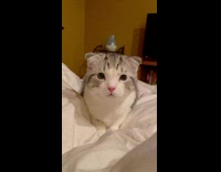 Grey and white cat in white bed staring at owner