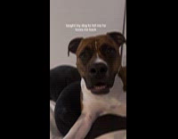 Dog try to say I love you