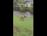 Dog pooping in yard hurricane winds 