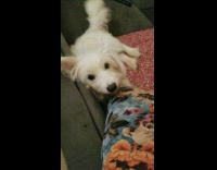 Pet dog stares at the camera and wags tail