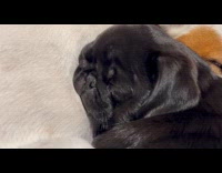 Two dog sleeps together like yin yang
