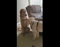 Collab DailyDoseOfInternet - Dog sits and puts paws on dog