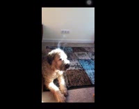 Water evaporating from dogs head