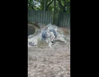 Two penguins on rock clean each other