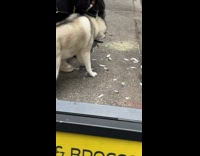 Collab WINY - Woman making dog release pigeon in its mouth