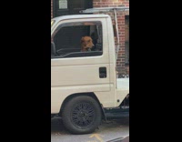 Dog wait inside the car and watch outside street 