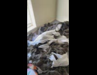 Owners return home to dog destroyed bed 